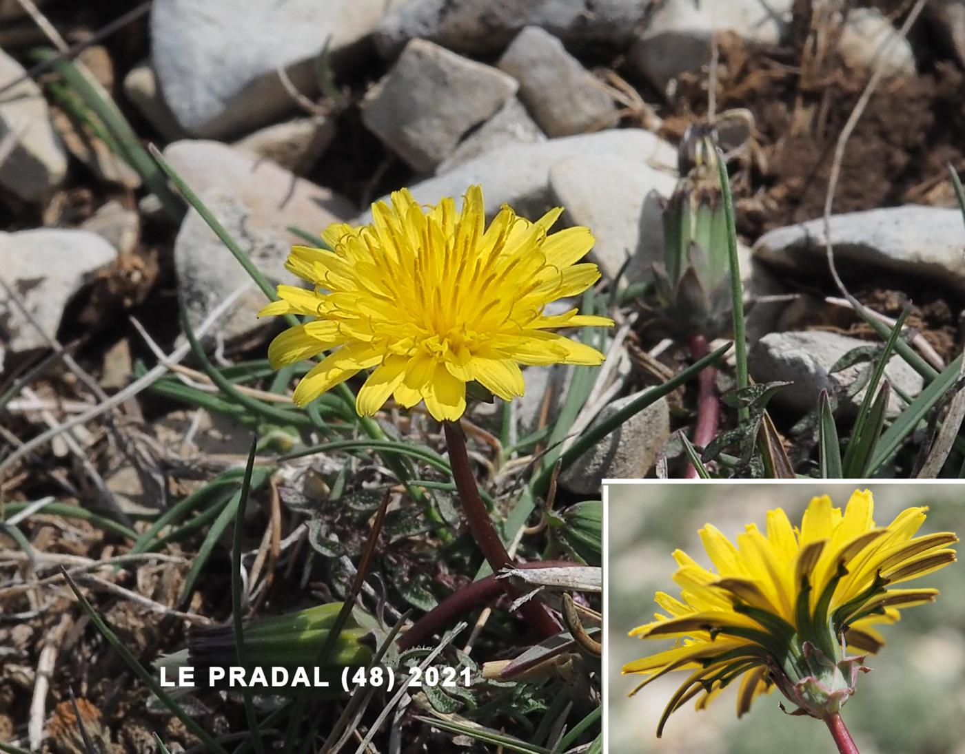 Dandelion, Lesser flower